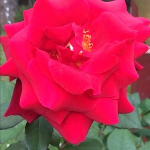 Meet your Posher, Bernadette